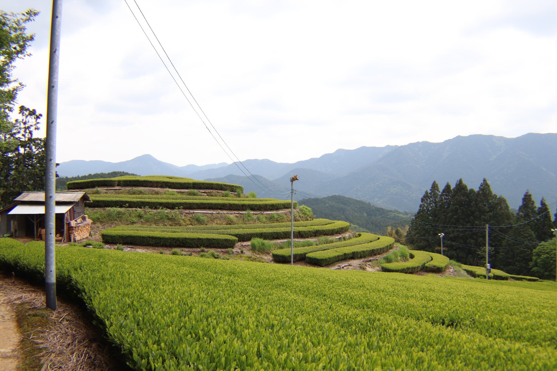 100種類の日本茶を飲み比べられる専門店「茶淹 – CHAEN」が名古屋・本山に誕生。オープンに向けクラウドファンディングを開始