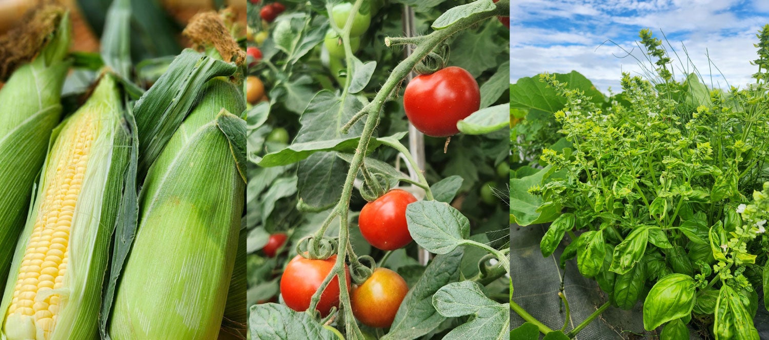 生産者との対話から、地元食材の新しい食べ方を提案あいプラン「食の研究所」河村シェフが丘珠産野菜を使ったパン2種の開発に協力